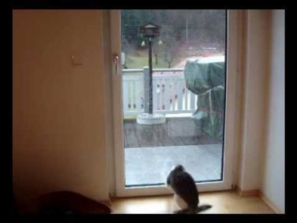 Kitten Tries to Capture Raindrops