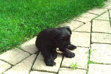 PORTEE SCHNAUZERS NAINS NOIRS 2012