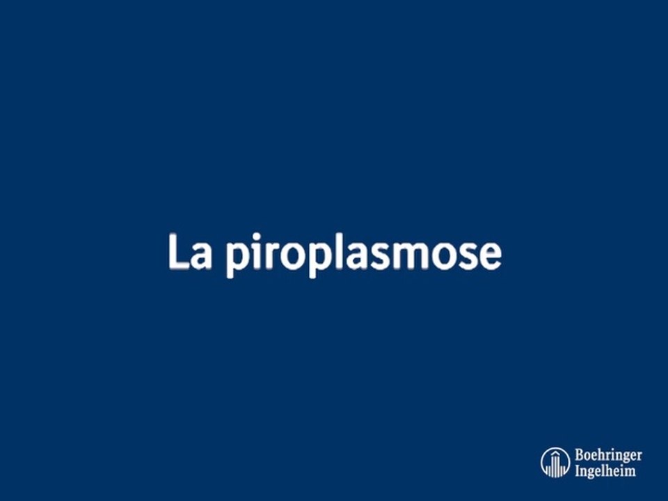 La piroplasmose