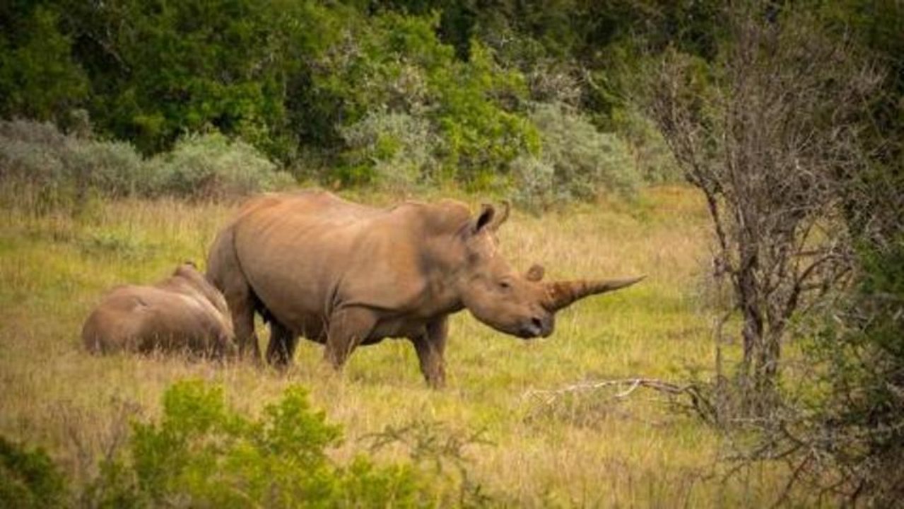Wildlife Warzone - Winning the War