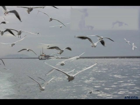 Suzan Kardeş Bir Kızıl Gonca