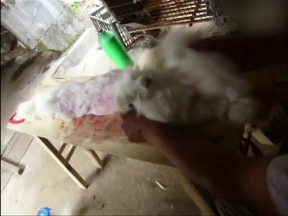 O sofrimento dos coelhos na China