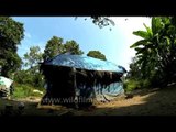 Thatched hut of Indian tribal tree house family