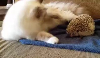 Öyle bir yere oturdu ki