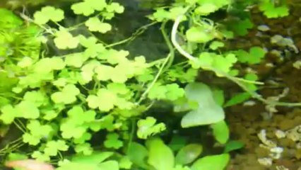 caridina red cherry