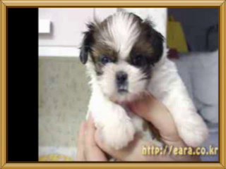 장안평안마추천-안양립카페선택-석남동오피좋은곳-청주풀싸롱