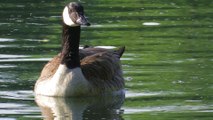 Bernache du Canada. Vieux-Rhin.Gambsheim.Visionner en HD 1080.