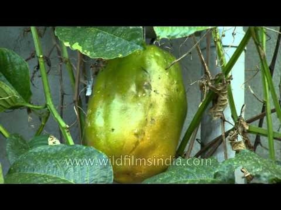 Elephant passion fruit