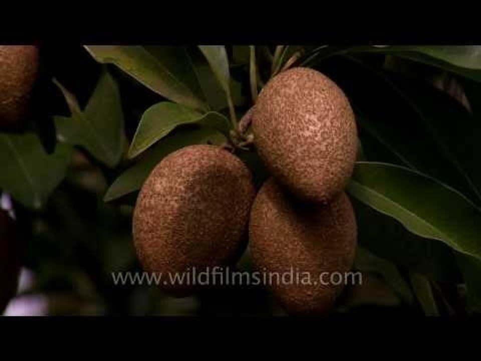 Chiku tree or Manilkara zapota