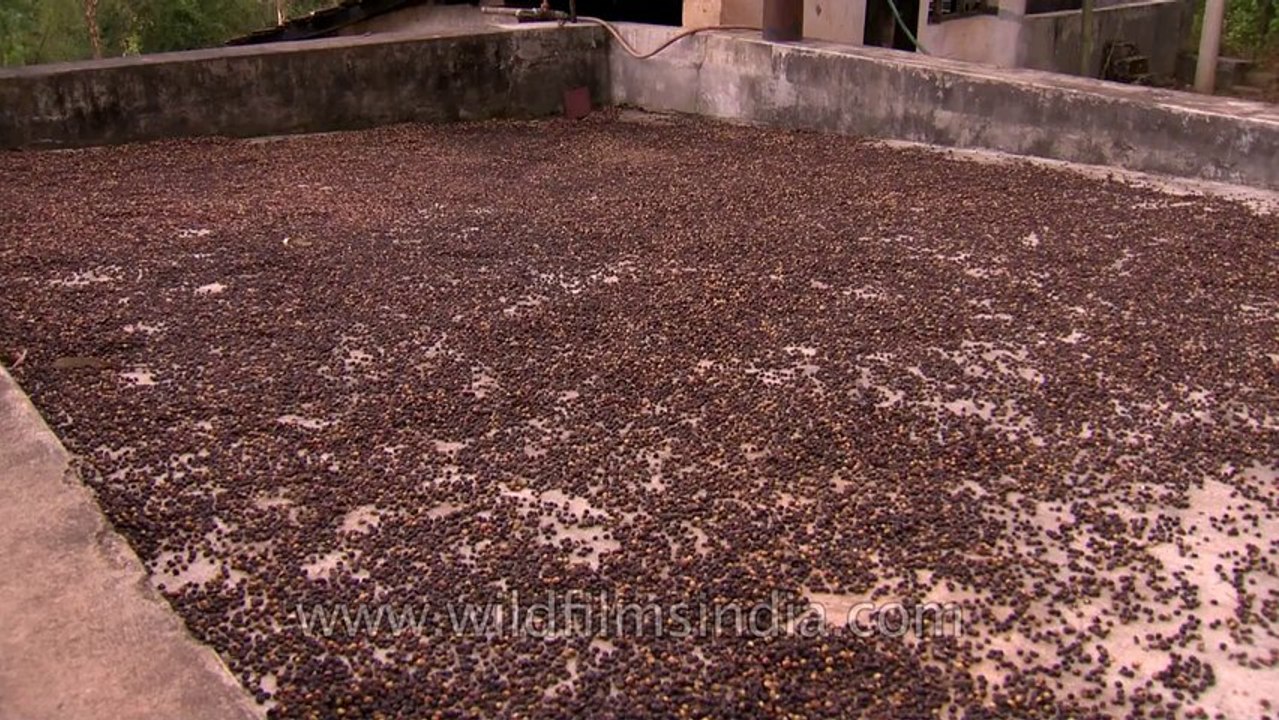 Drying coffee beans in the sun