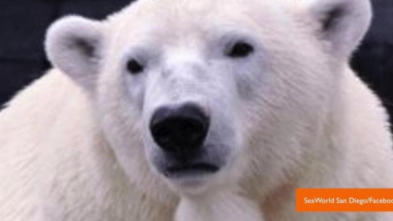 Dog Named Elvis Trained to Detect Pregnancies in Polar Bears