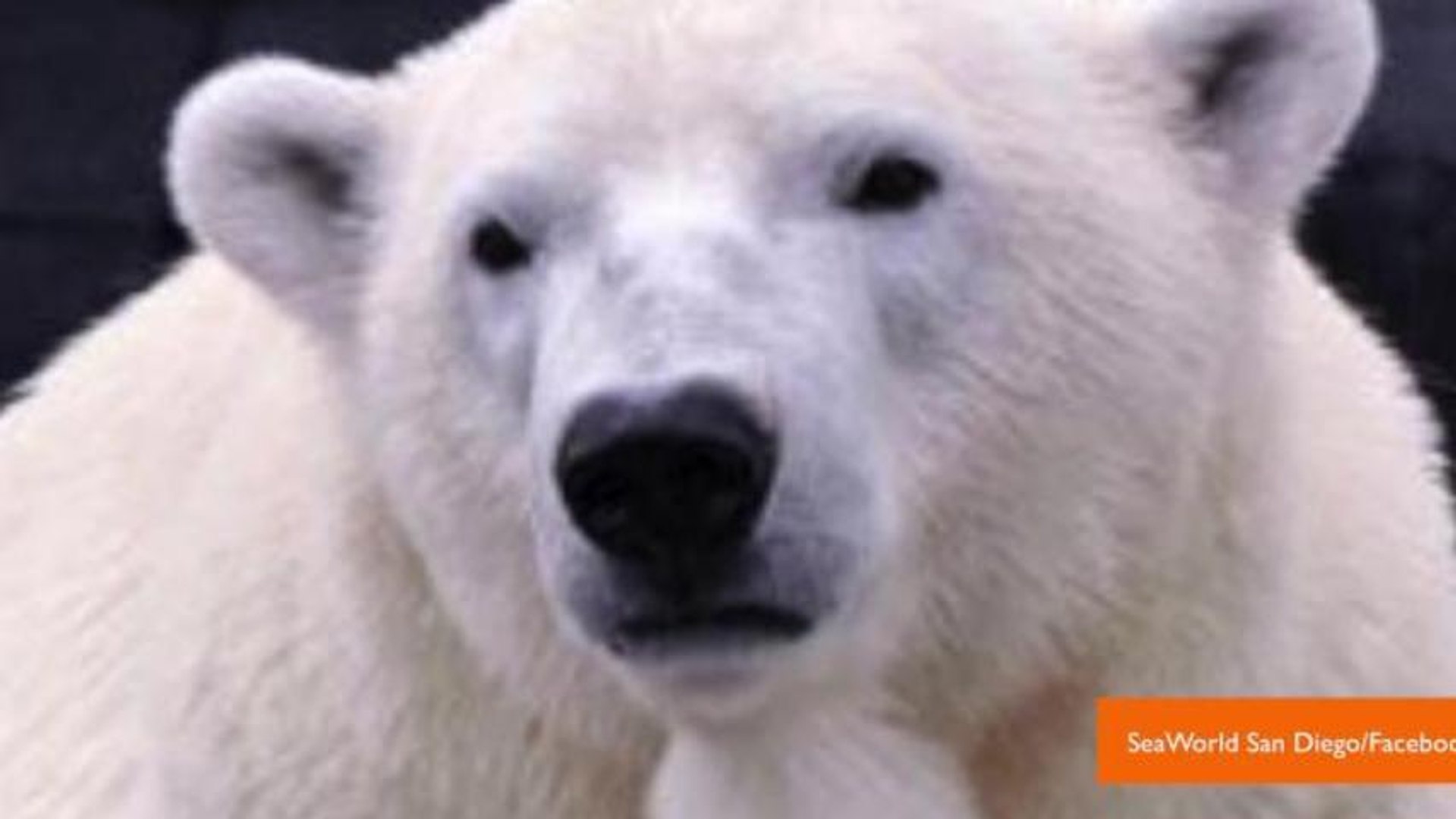⁣Dog Named Elvis Trained to Detect Pregnancies in Polar Bears