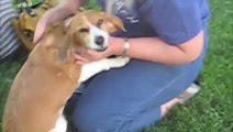 A reacção emocionante de uma cadela