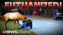 EUTHANIZED: Wild Elk Killed for Being too Friendly in National Park