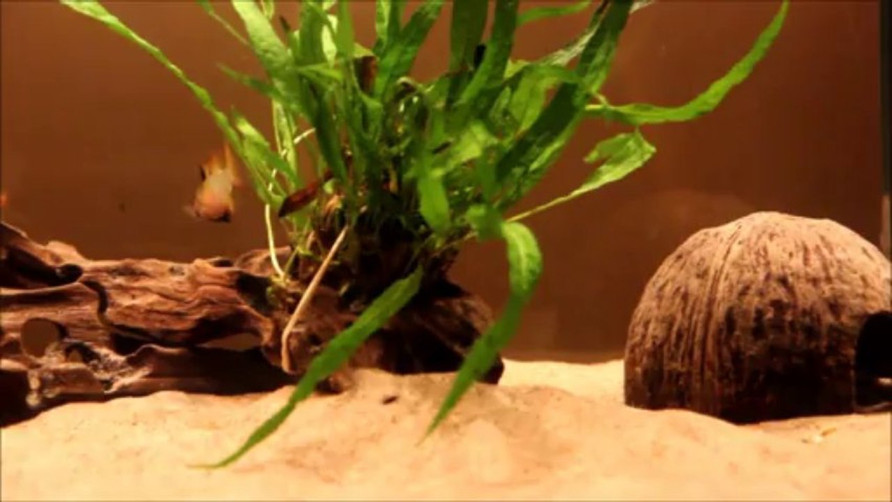 Mikrogeophagus ramirezi (Ramirezi) 54L