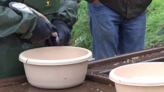 Reproduction truites farios en pisciculture