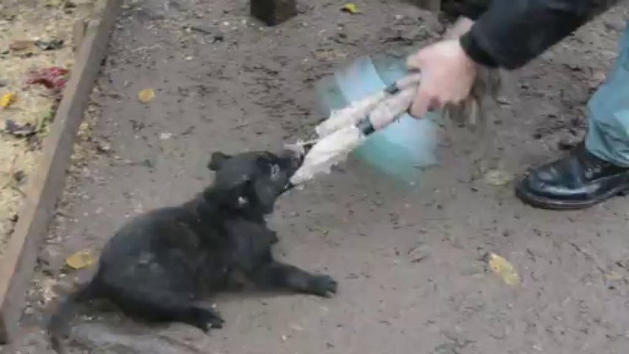 IKO the Horde of Angels