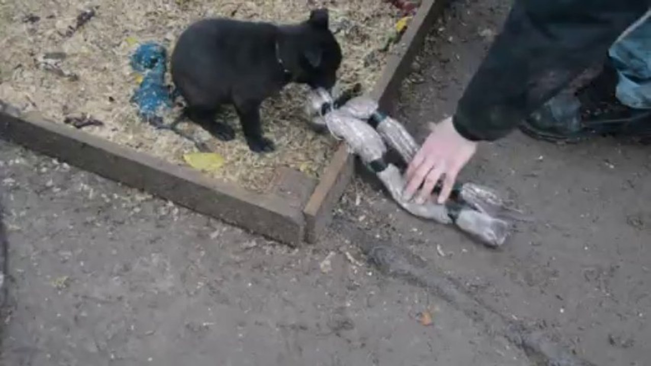 Femelle collier Noir