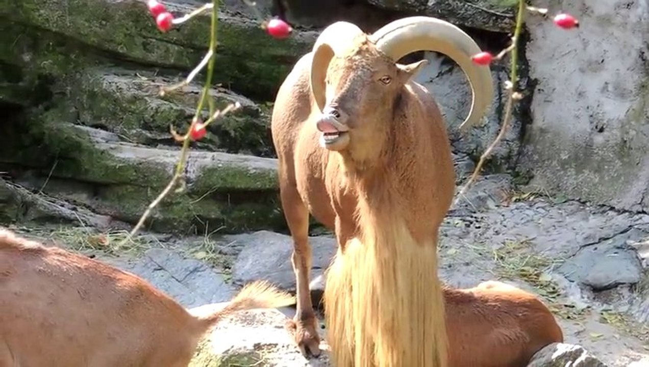 Un bouc crie comme un humain... Le bouc Barbie!