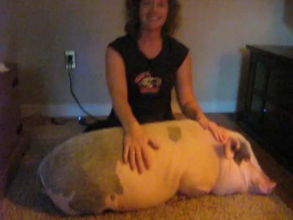 The Drumming PIG - Girl playing drums on a cute pig.