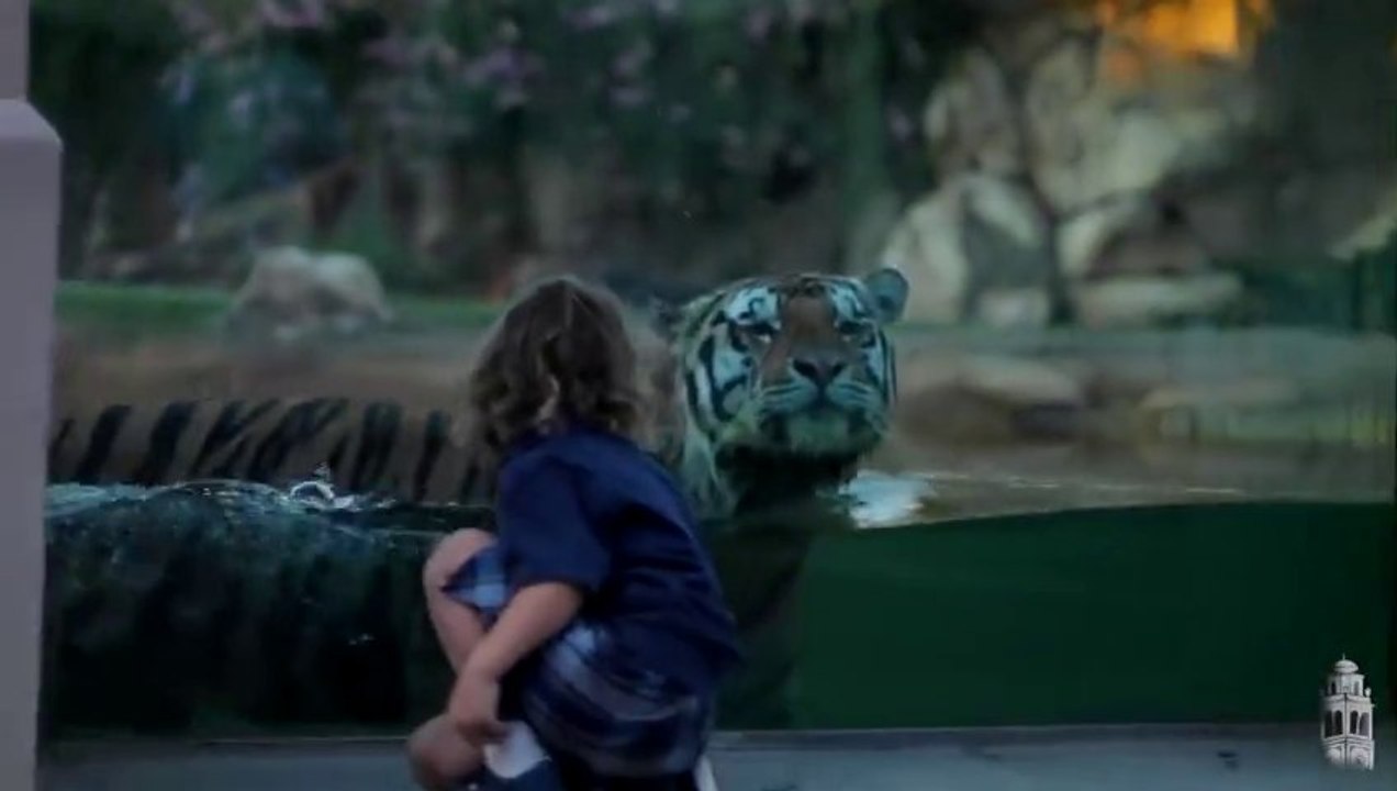 Tiger VS Mike - Playing like a Cat!