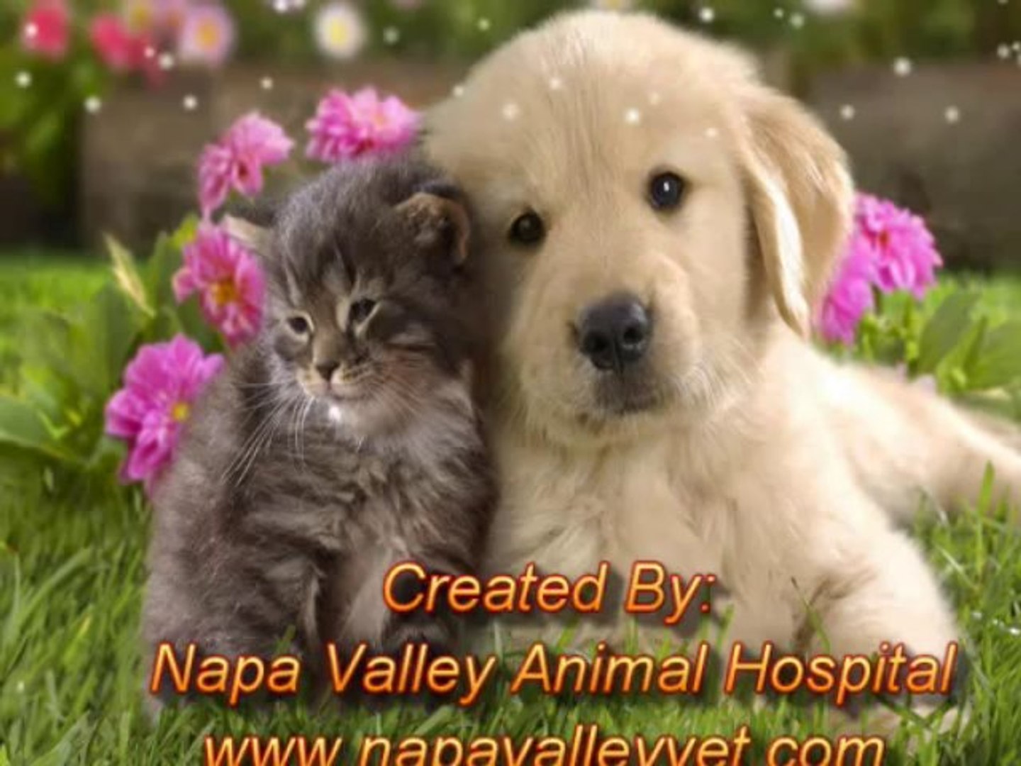 ⁣Veterinary Clinic  Vaughan | Animal Hospital Vaughan - Affordable Pet Health Care