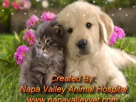 Veterinary Clinic Vaughan | Animal Hospital Vaughan - Affordable Pet Health Care