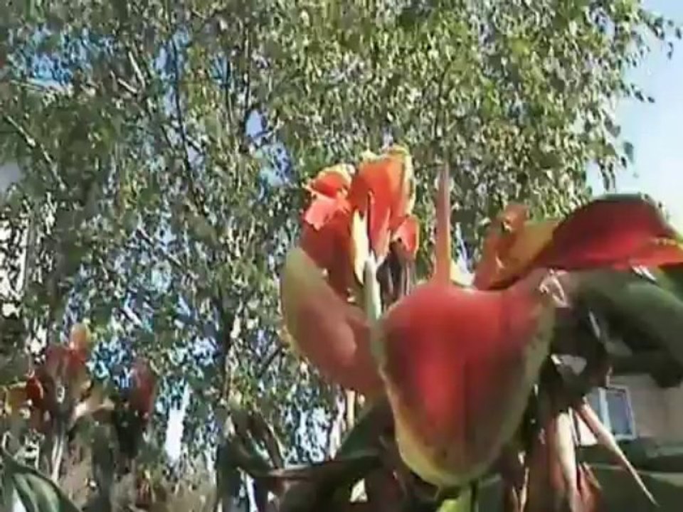 Mio giardino