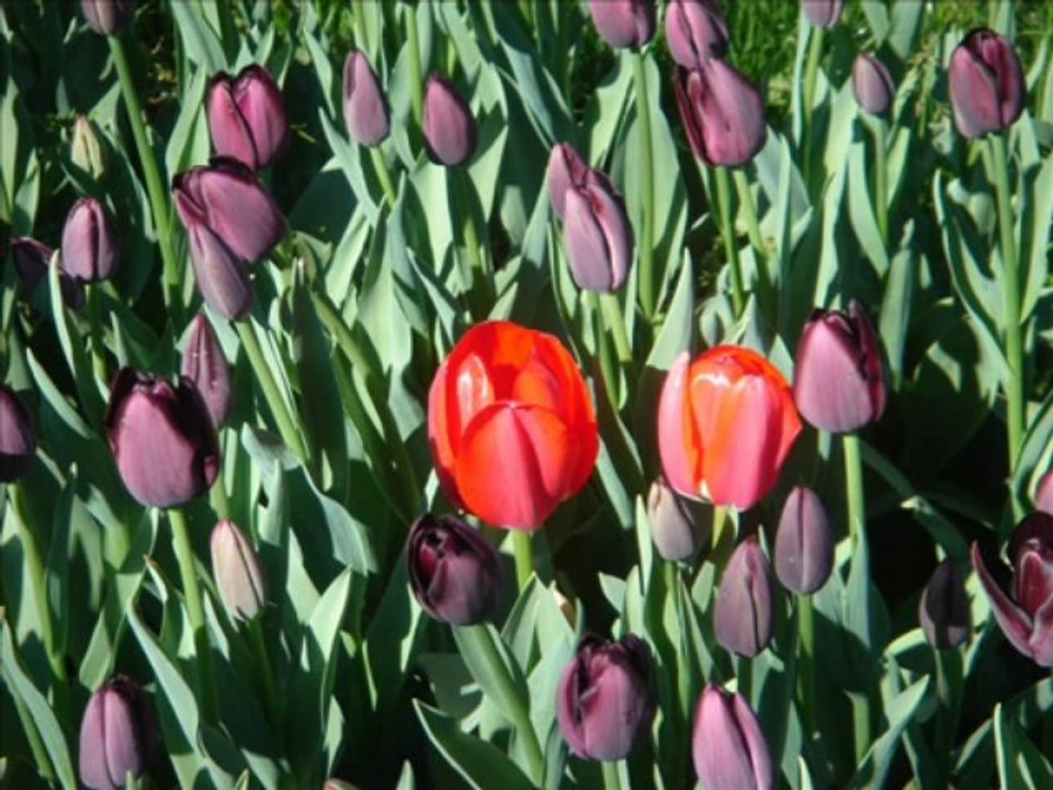 Noor Jahan & Nusrat Fateh Ali Khan - Tere Bina Rogi Hoye