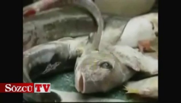 Buzdolabından tekneyle balıkçılık