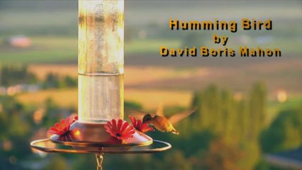 HUMMING BIRD