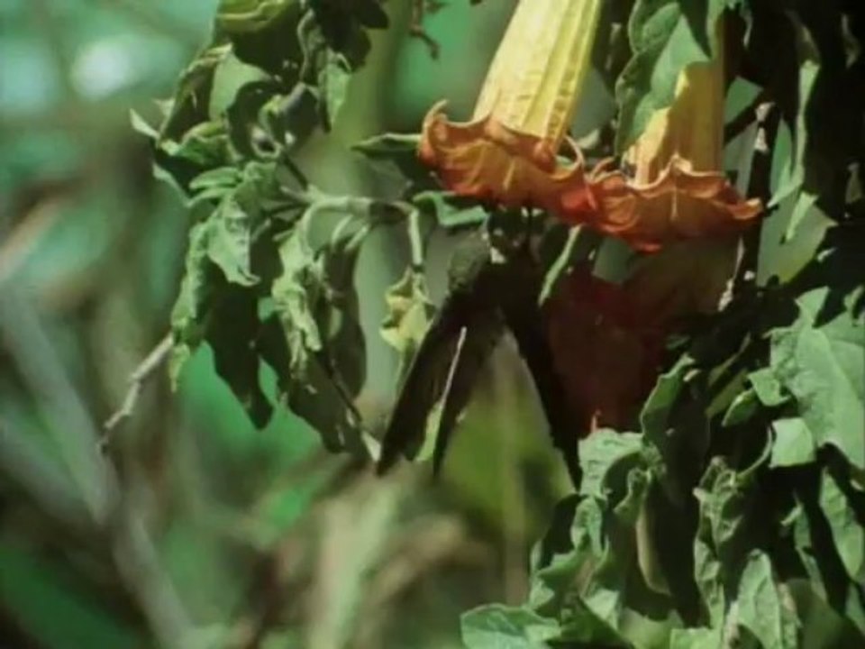 La vita sulla Terra 8 - Signori dell'aria