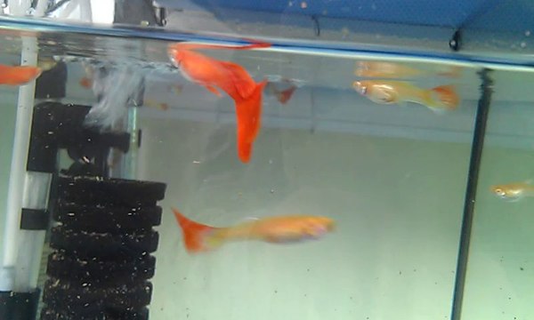 atfg ful red lepistes