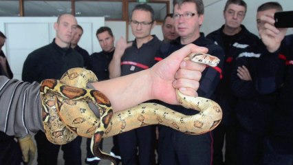 LE CREUSOT : Les reptiles et les pompiers