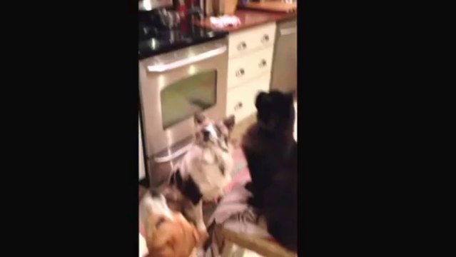 Un Chat et un Chien jouent avec du popcorn. Mieux qu'au cirque!
