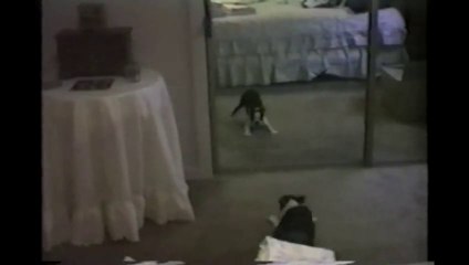 Crazy French Bulldog Plays In Mirror