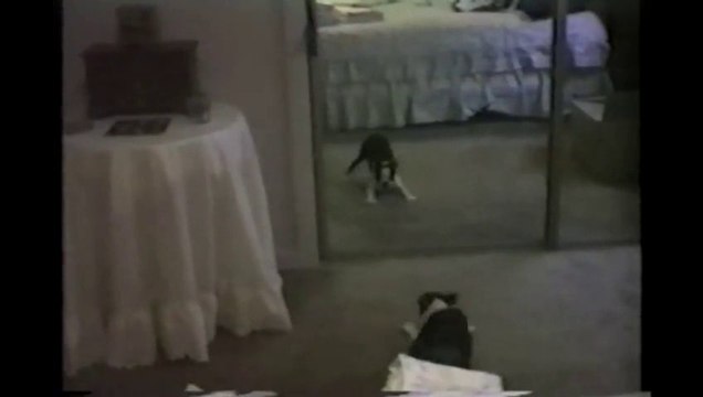 Crazy French Bulldog Plays In Mirror