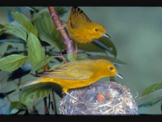 mehmet yetkin-bülbül