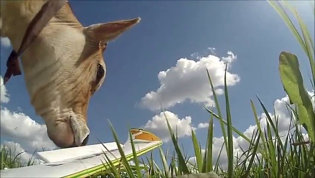 Cows VS Remote-controlled Plane - So funny!