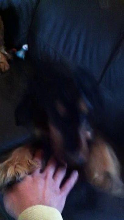 Mini Gaia : l'air décidé et des sourires des fois avec les dents ...mini crevette mais pas encore chef