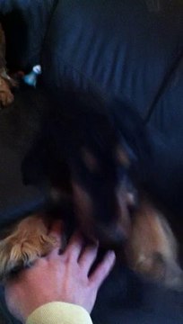 Mini Gaia : l'air décidé et des sourires des fois avec les dents ...mini crevette mais pas encore chef