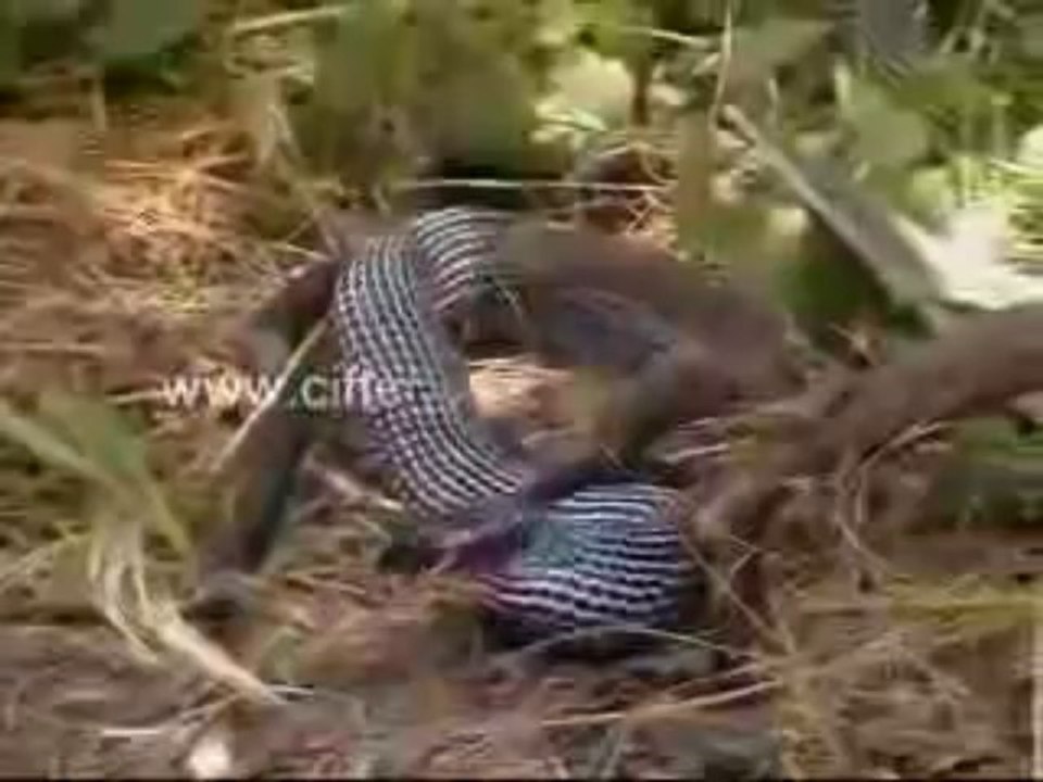Erzincan Kemaliye Eğin Yılan Türkiye Turkey Snake Eats Snake