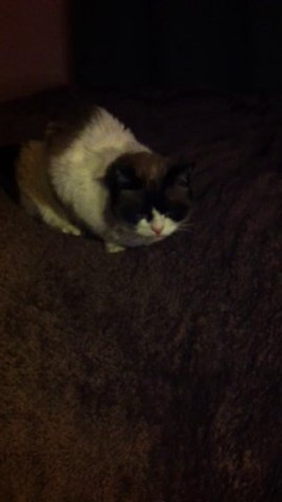 Chat qui tousse