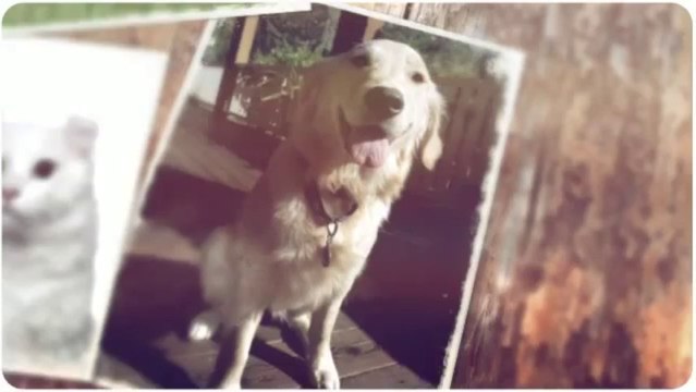 A Full Pet Service (941) 735-1191