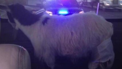 Dumb Story Wrap: Canseco's Diaper-Wearing Goat and More