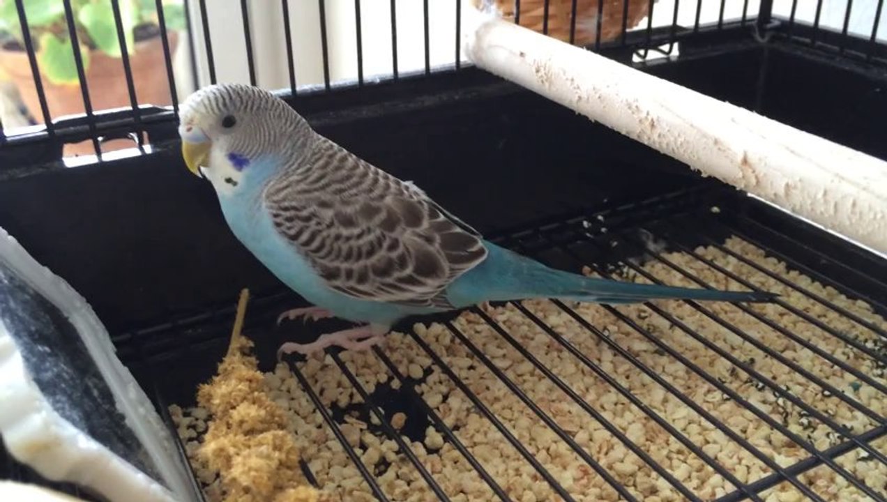 Is This a Boy or Girl Budgie? Please Comment!