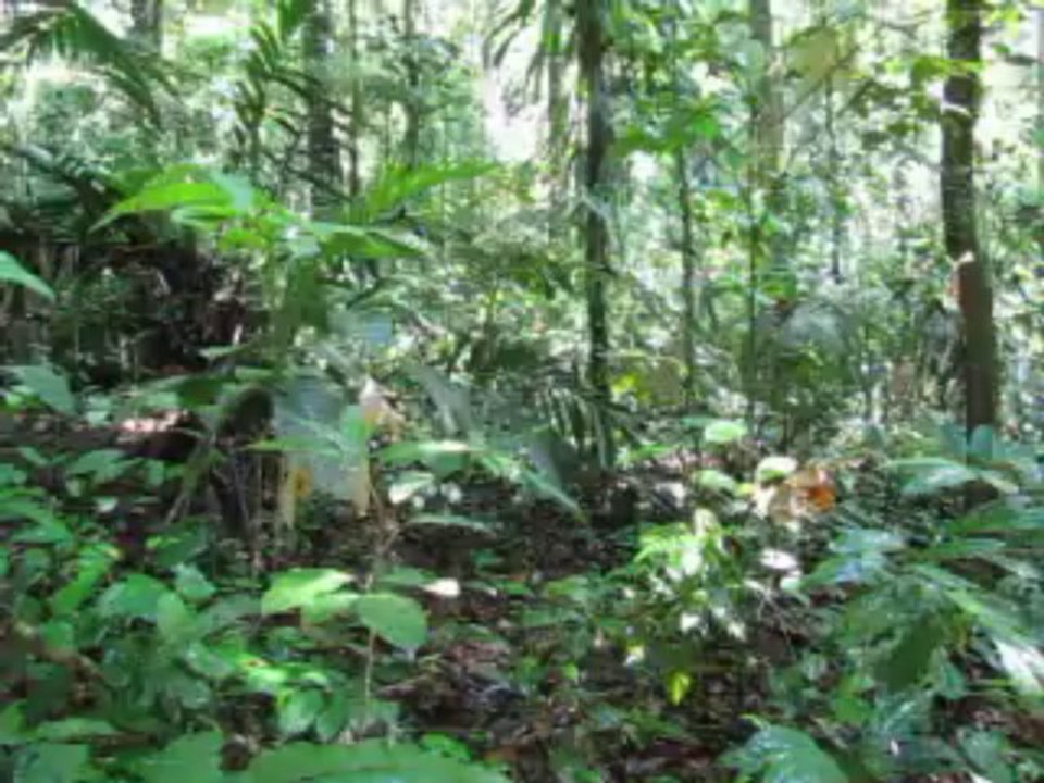bruits de la jungle