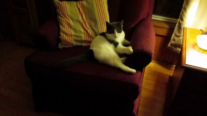 Paws Doing Cat Stuff