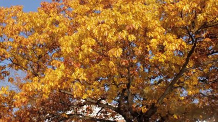 Autumn in Cambridge, MA