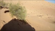 Les hautes dunes de Tunisie